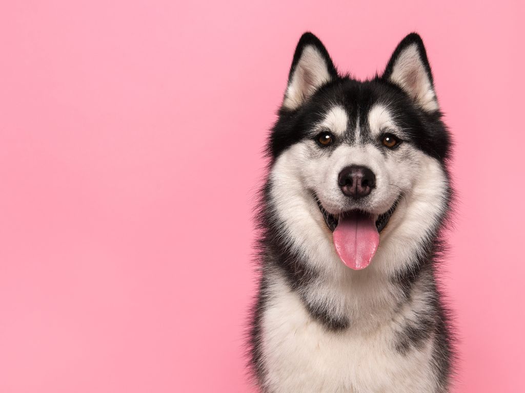 SIBERIAN HUSKY